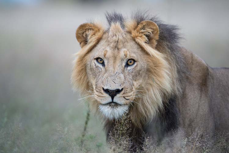 © Sunway Safaris / Bruce Taylor